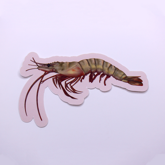 Prawn Die Cut Sticker