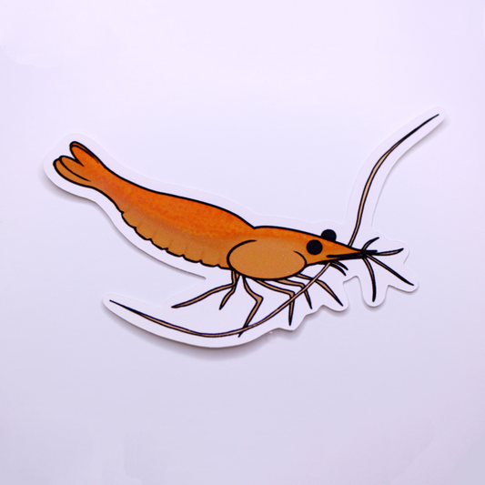 Orange Shrimp Die Cut Sticker