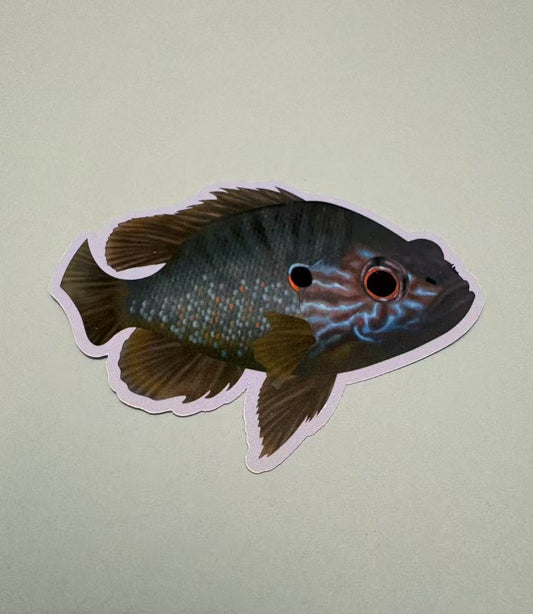 Pumpkinseed Die Cut Sticker